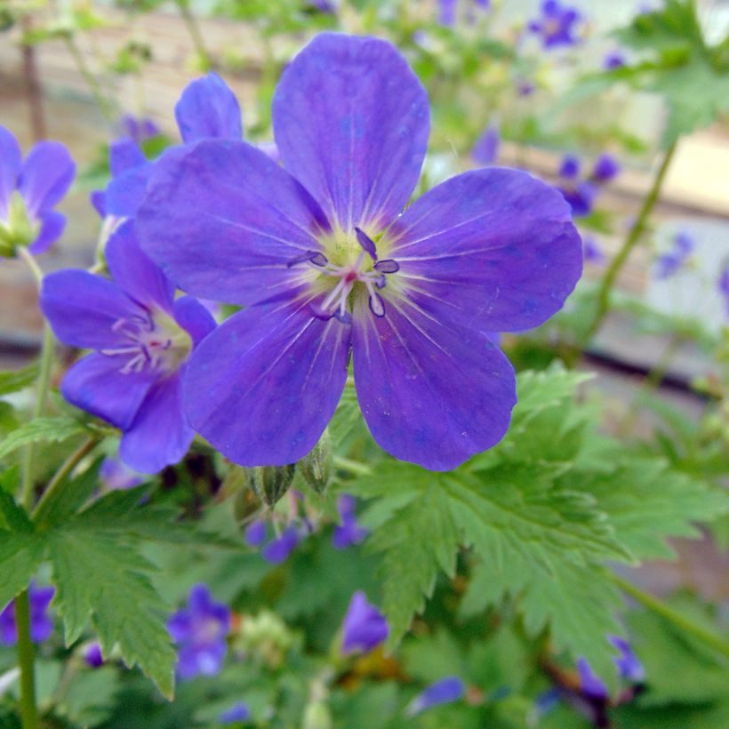 Geranium sylvaticum Bridget Lion - Geranio silvano (Flowering)