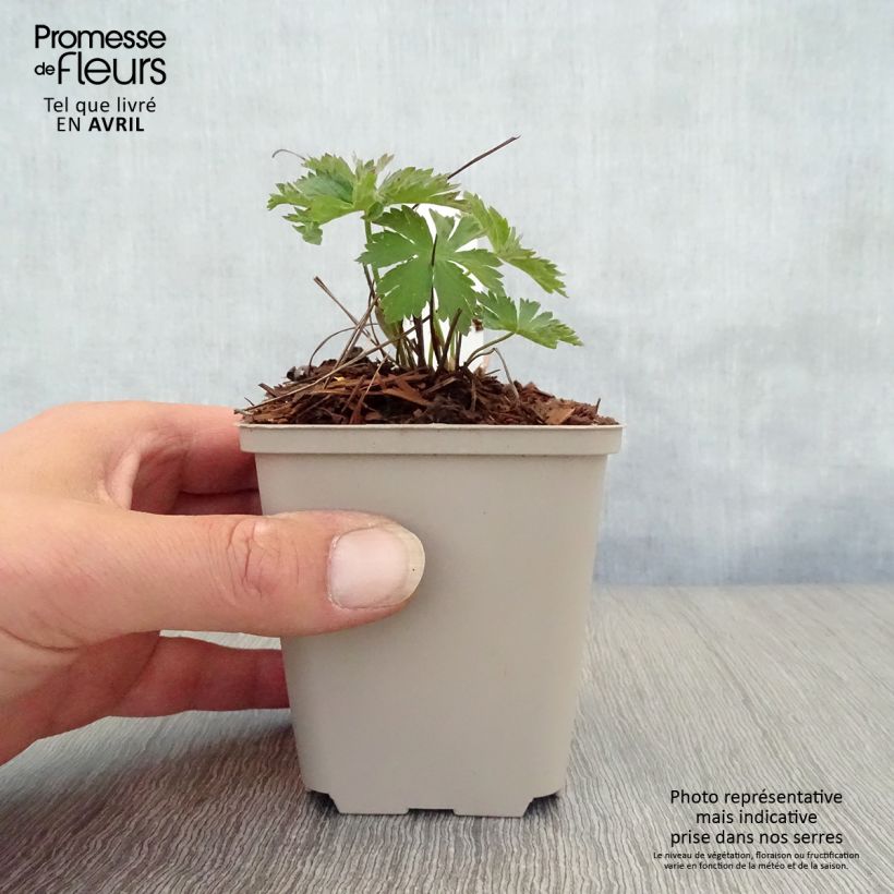 Example of Geranium sylvaticum Bridget Lion - Geranio silvano Vasetto da 8/9 cm as you get in printemps