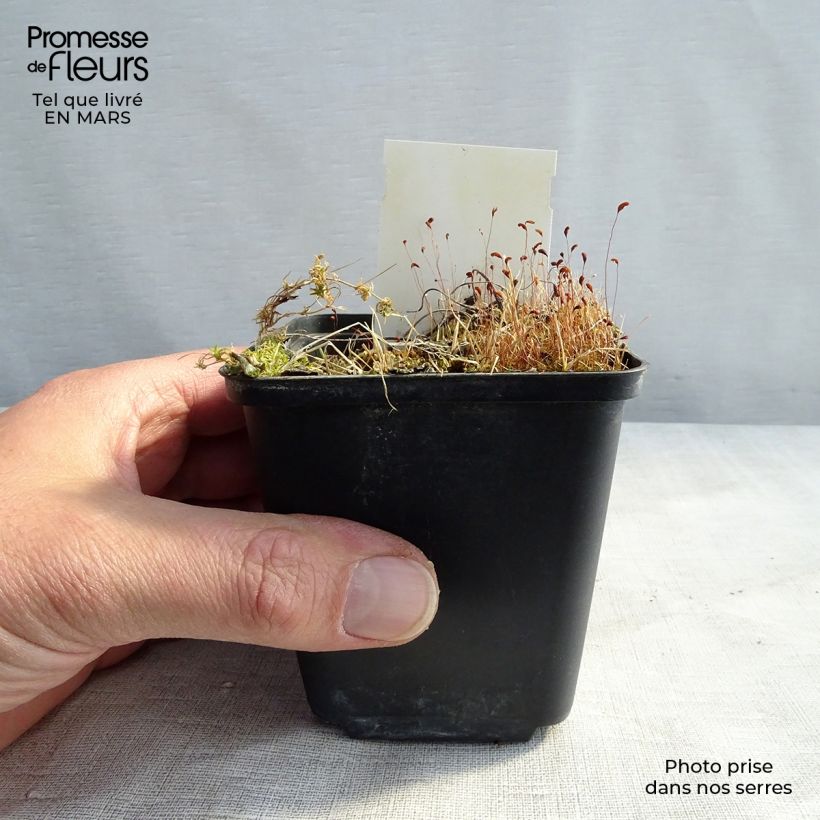 Geranium sylvaticum var. wanneri - Geranio silvano Vasetto da 8/9 cm esemplare consegnato in primavera