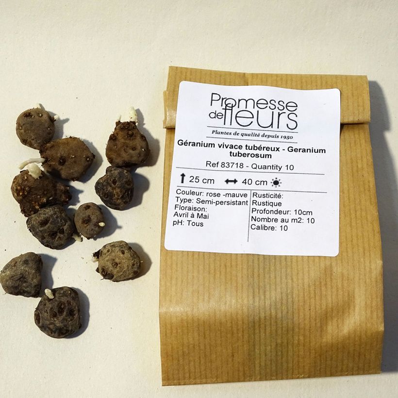 Example of Geranium tuberosum - Geranio tuberoso Bulbo taglia 5+ as you get