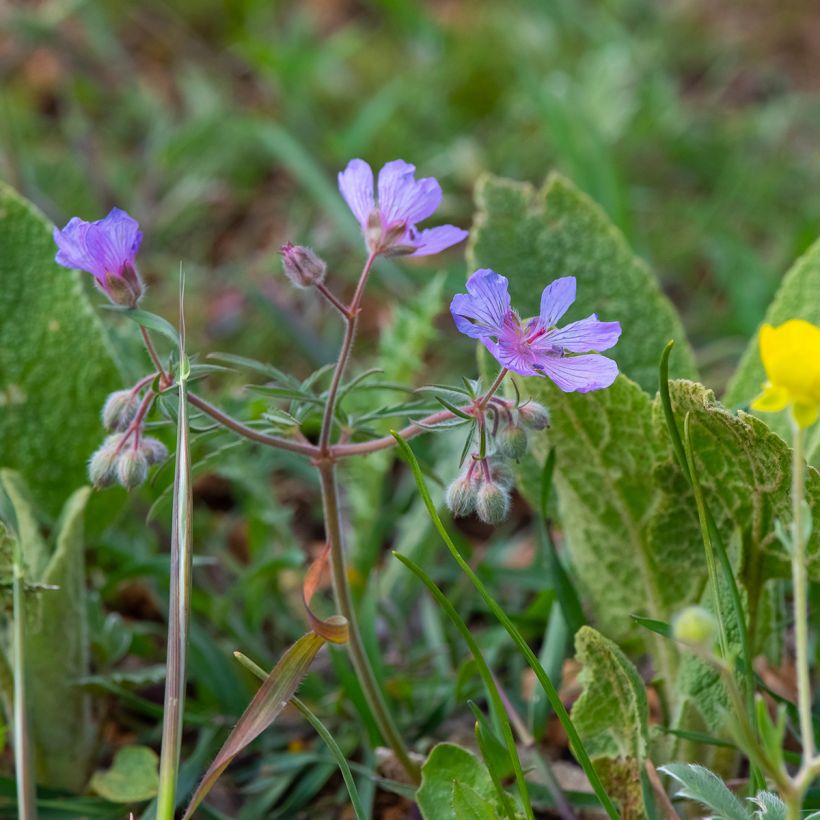 Geranium tuberosum - Geranio tuberoso (Plant habit)