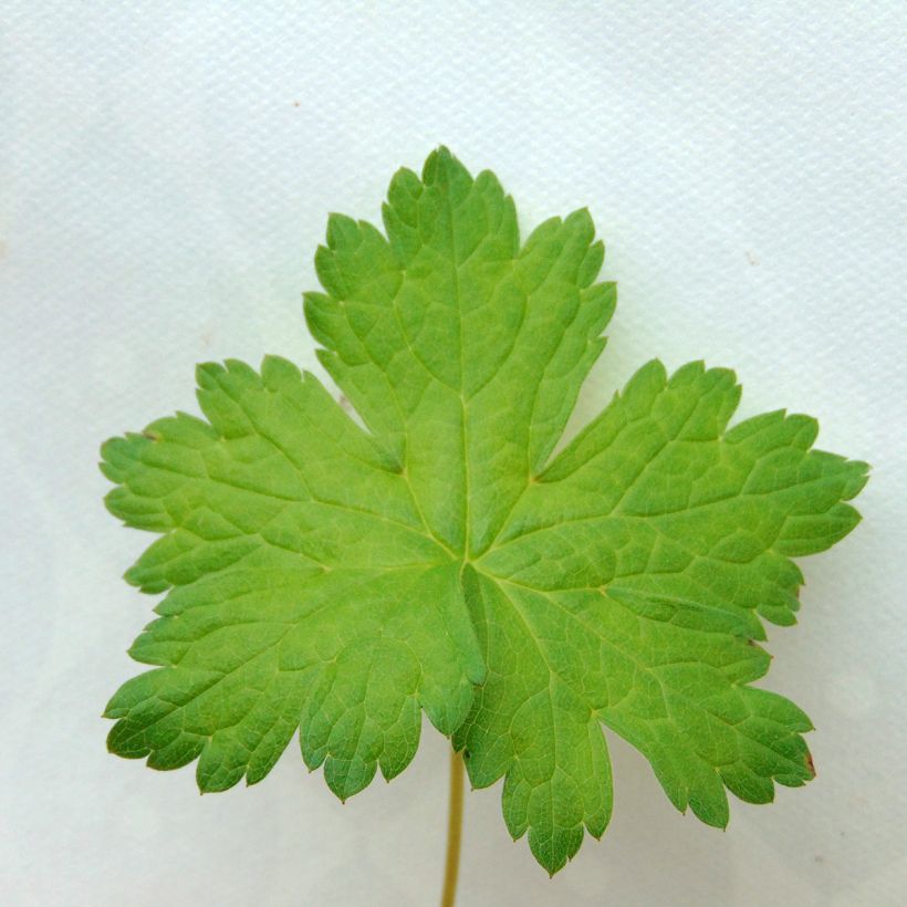 Geranium versicolor - Geranio striato (Foliage)