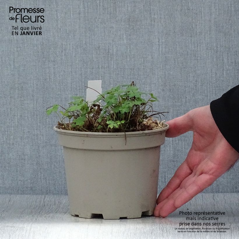 Example of Geranium versicolor - Geranio striato Vaso da 2L/3L as you get in hiver