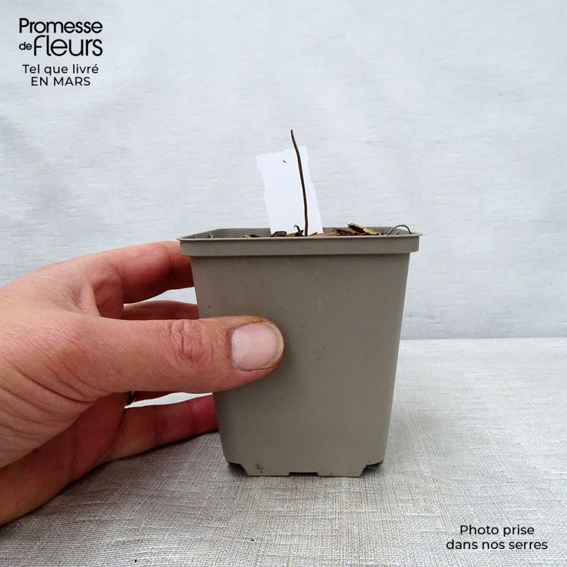 Geranium wallichianum Buxton's Variety Vasetto da 8/9 cm esemplare consegnato in primavera