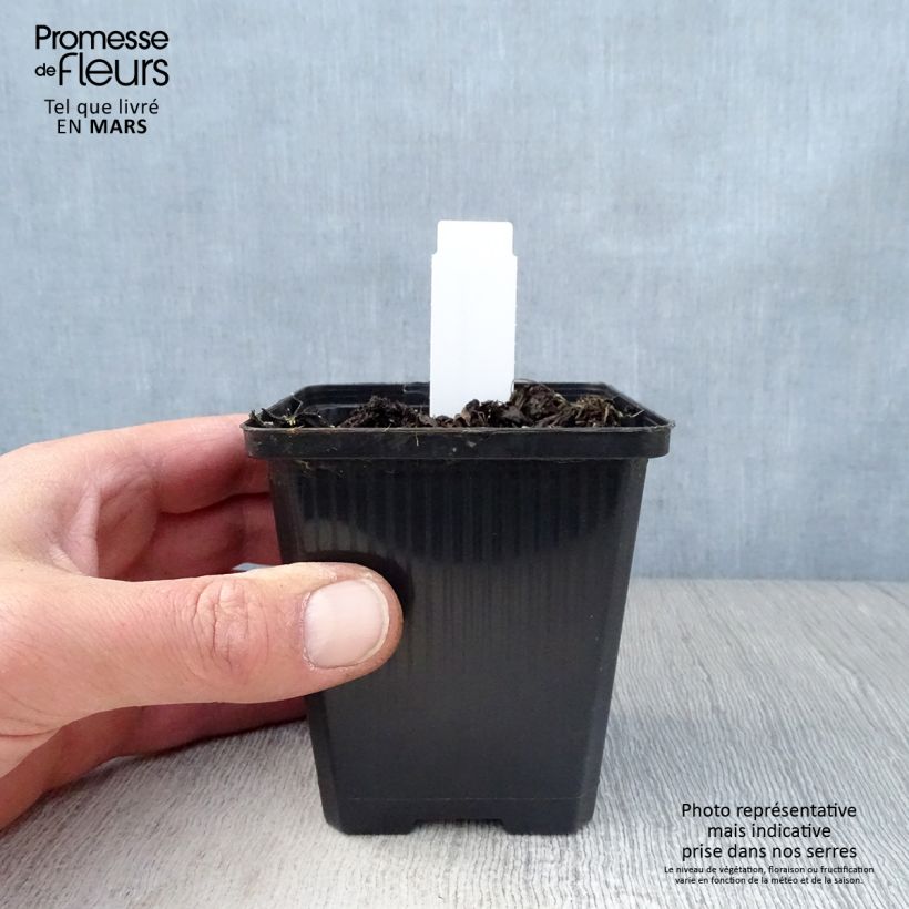 Geranium wallichianum Havana Blues Vasetto da 8/9 cm esemplare consegnato in primavera