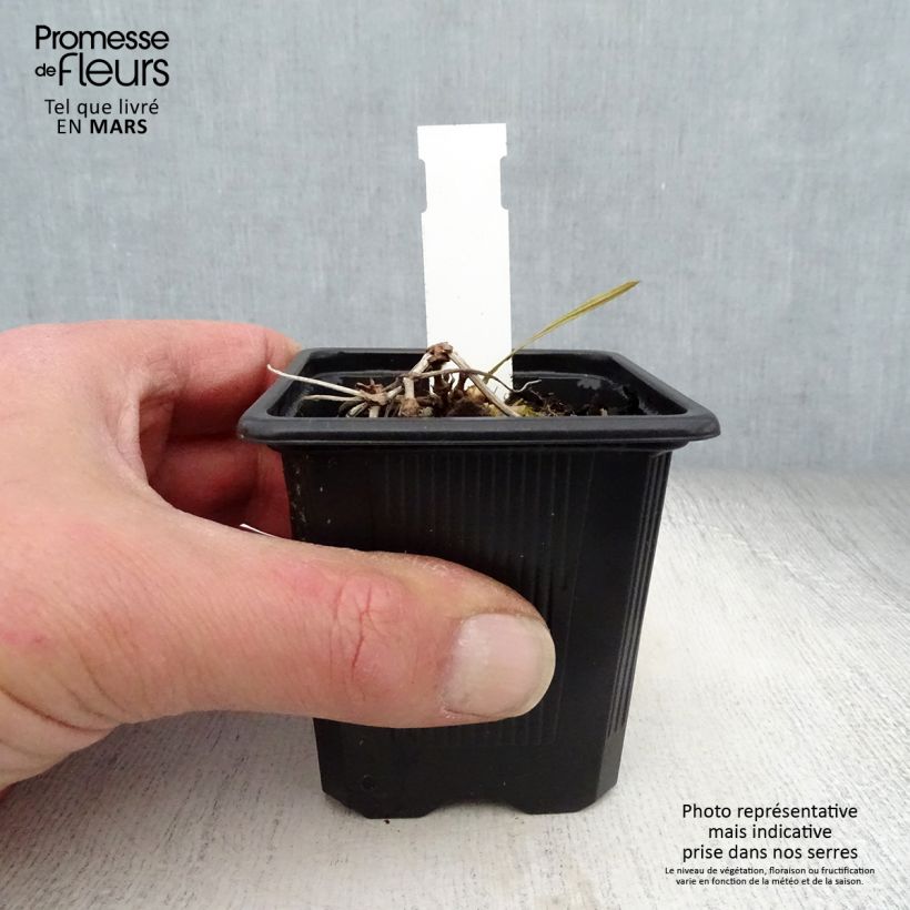 Geranium wallichianum Magical All Summer Delight Vasetto da 8/9 cm esemplare consegnato in primavera