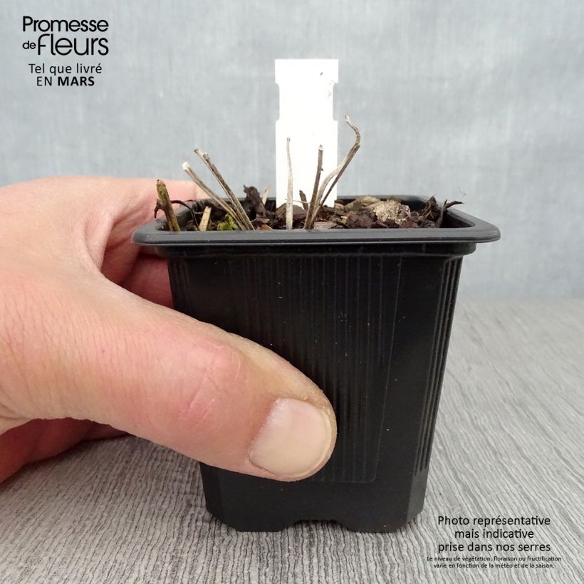 Geranium wallichianum Magical All Summer Joy Vasetto da 8/9 cm esemplare consegnato in primavera