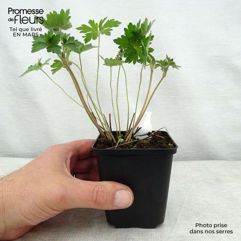 Example of Geranium wlassovianum Vasetto da 8/9 cm as you get in printemps