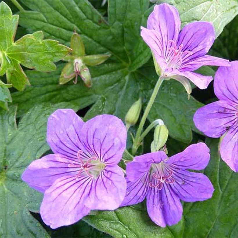 Geranium wlassovianum Crug Farm (Flowering)