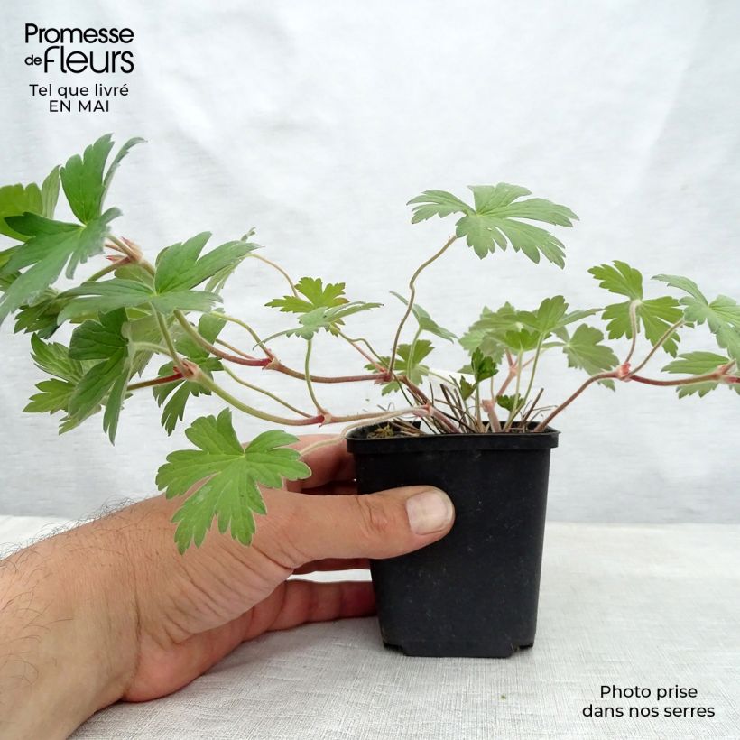Example of Geranium wlassovianum Crug Farm Vasetto da 8/9 cm as you get in printemps