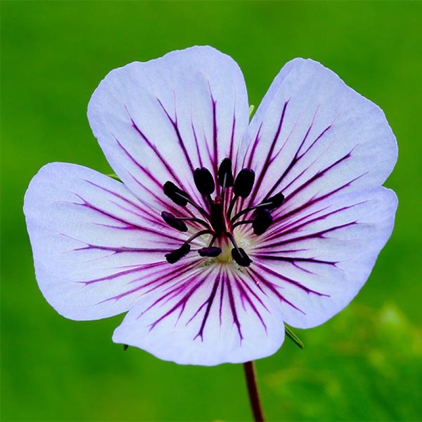 Geranium wallichianum Crystal Lake (Fioritura)