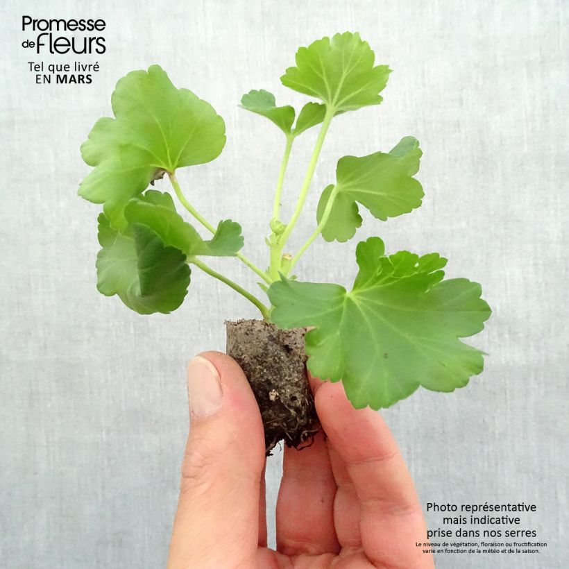 Geranio zonale PAC Candy Rose mini zolla... esemplare consegnato in primavera