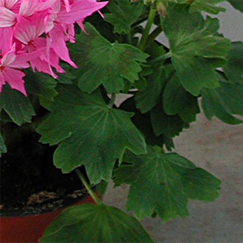 Geranio zonale Fireworks Pink (Foliage)