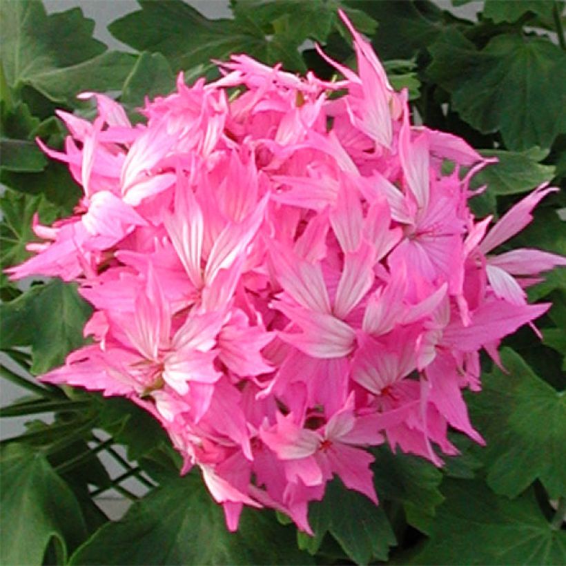 Geranio zonale Fireworks Pink (Flowering)