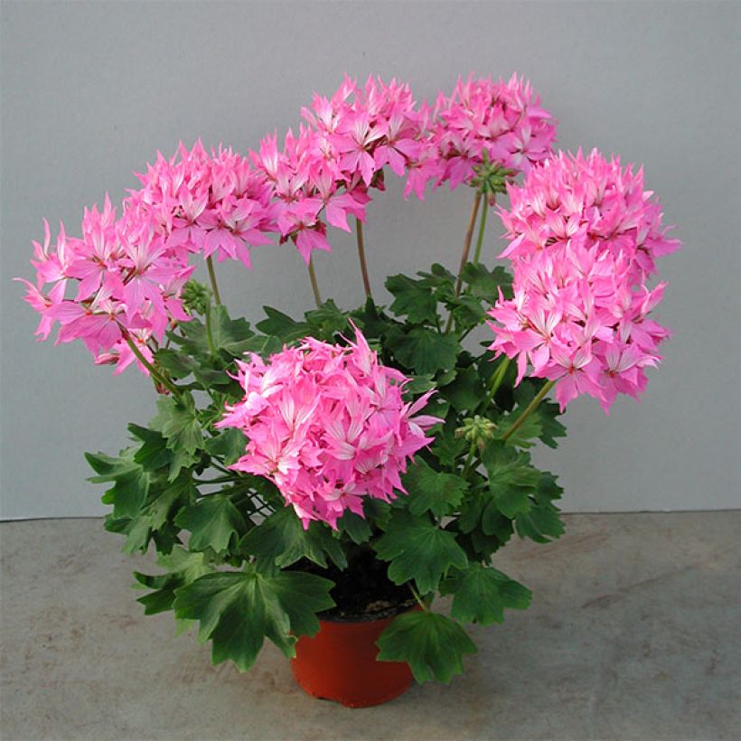 Geranio zonale Fireworks Pink (Plant habit)