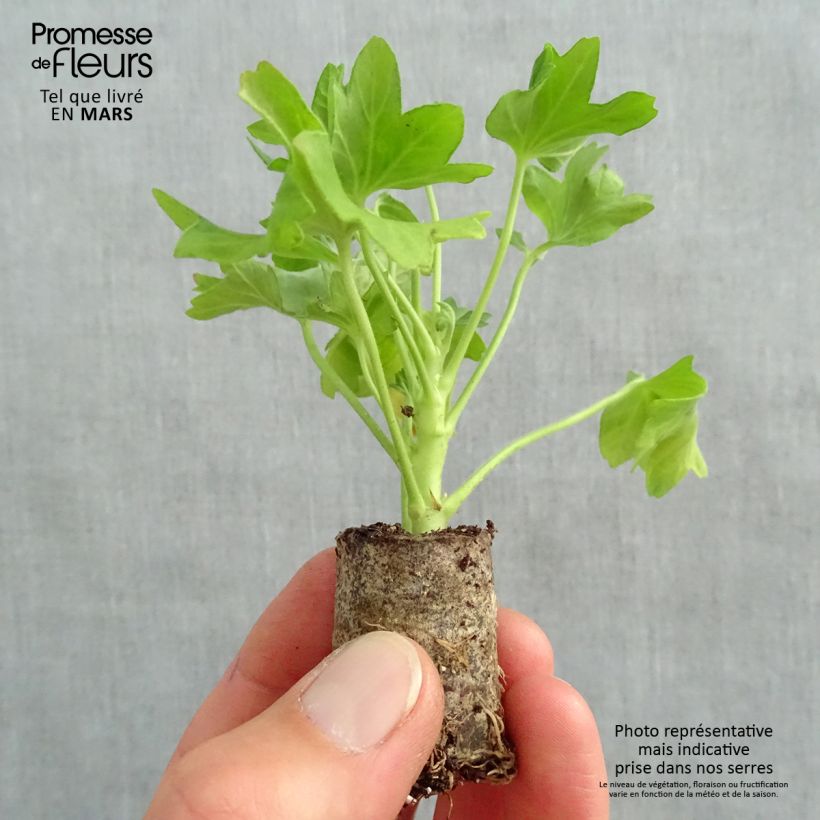 Example of Geranio zonale Fireworks Pink mini zolla... as you get in printemps