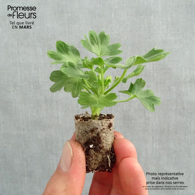 Geranio zonale Fireworks Red White mini zolla... esemplare consegnato in primavera