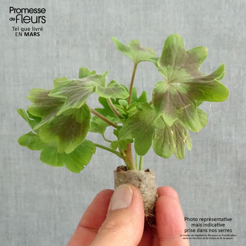 Geranio zonale Fireworks Scarlet mini zolla... esemplare consegnato in primavera