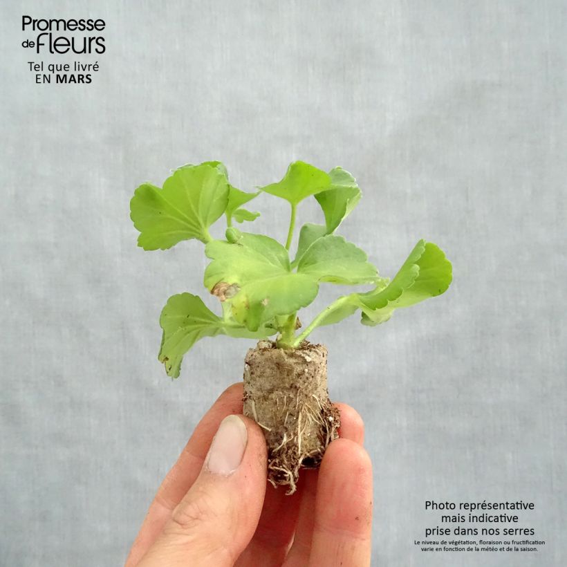 Geranio zonale Flowerfairy Fairy Pink mini zolla... esemplare consegnato in primavera