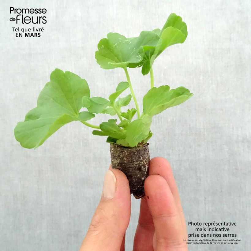 Example of Geranio zonale Flowerfairy White Splash mini zolla... as you get in printemps