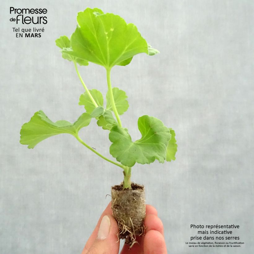 Geranio zonale PAC Iceberg mini zolla... esemplare consegnato in primavera