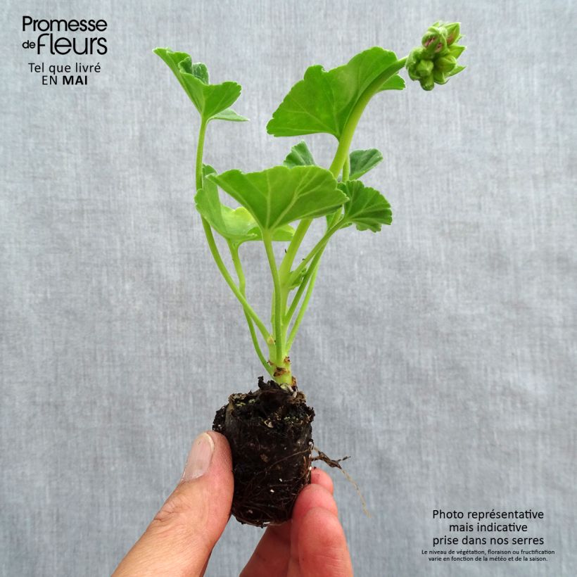 Example of Geranio zonale Icecrystal mini zolla... as you get in printemps