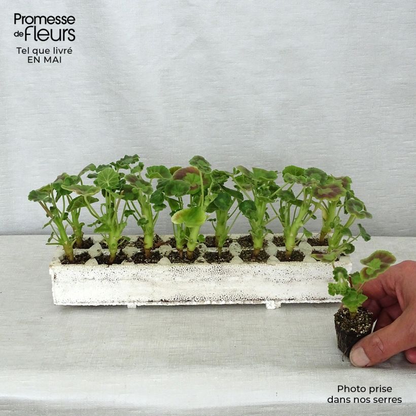 Geranio zonale Inspire Mix Jardimotte: zolla da 3,8 cm x 3,2 cm in vassoio da 16 pezzi. esemplare consegnato in primavera