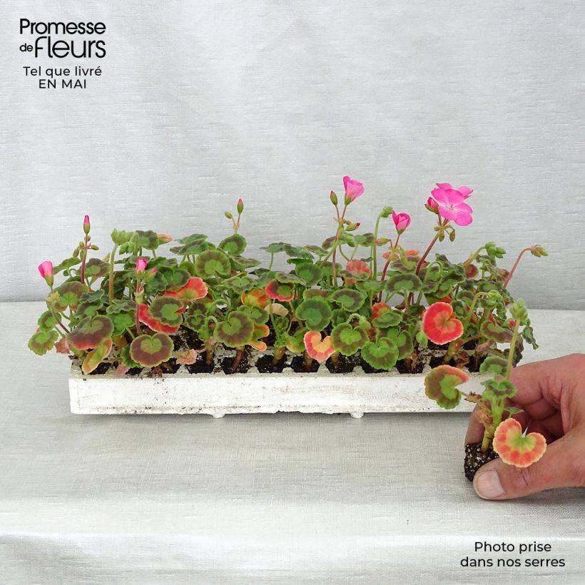 Geranio zonale Inspire Mix Mini zolla: zolla da 2,2 cm x 2 cm in vassoio di coltivazione da 35 pezzi esemplare consegnato in primavera