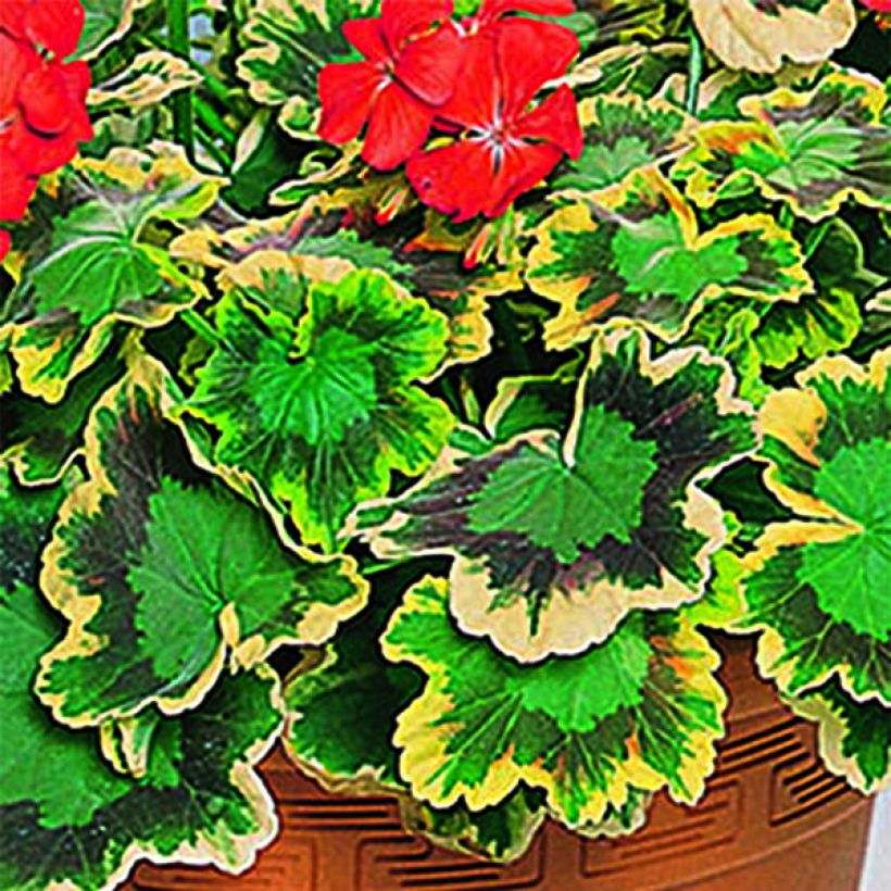 Geranio zonale Brocade Mrs Pollock (Fogliame)