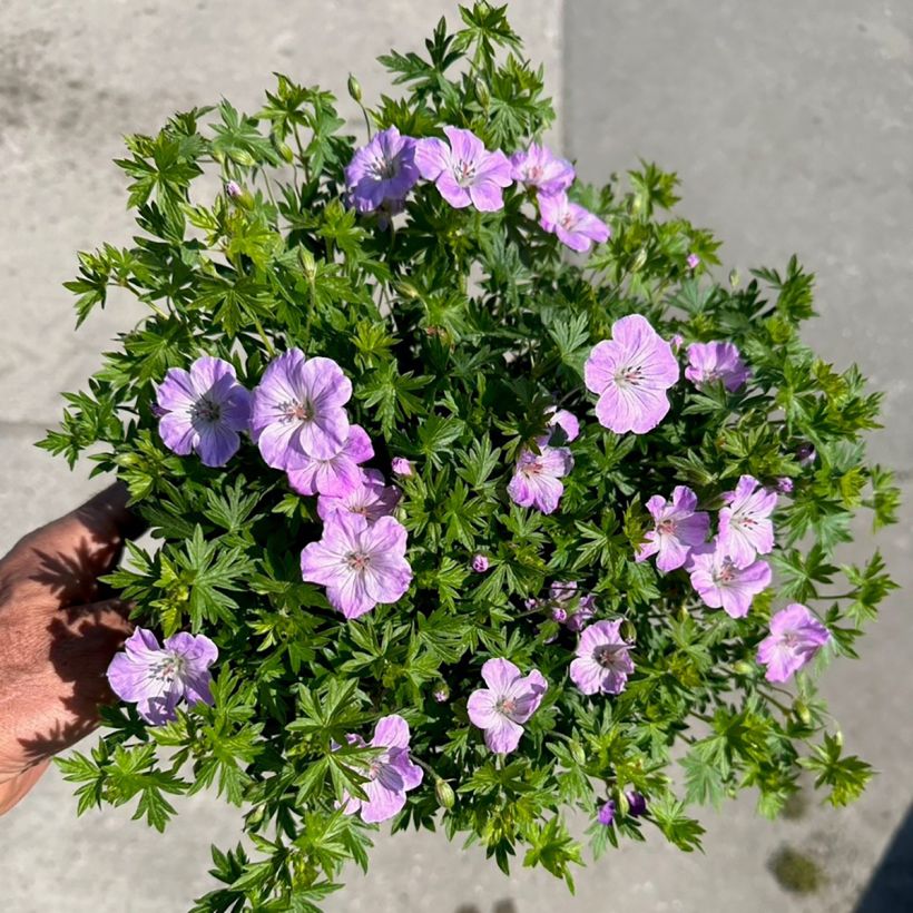 Geranium sanguineum Frivolius Lilac - Geranio sanguigno (Fioritura)