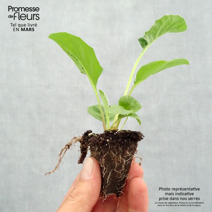 Gerbera Garvinea Sweet Sweet Glow Mini zolla Ø 1,5/2,5 cm esemplare consegnato in primavera