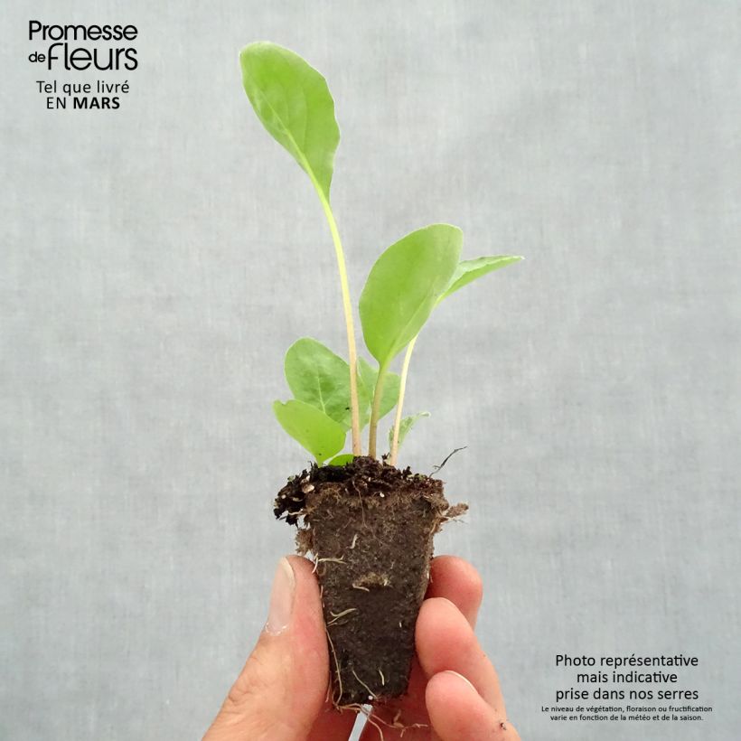 Gerbera Garvinea Sweet Sweet Love Mini zolla Ø 1,5/2,5 cm esemplare consegnato in primavera