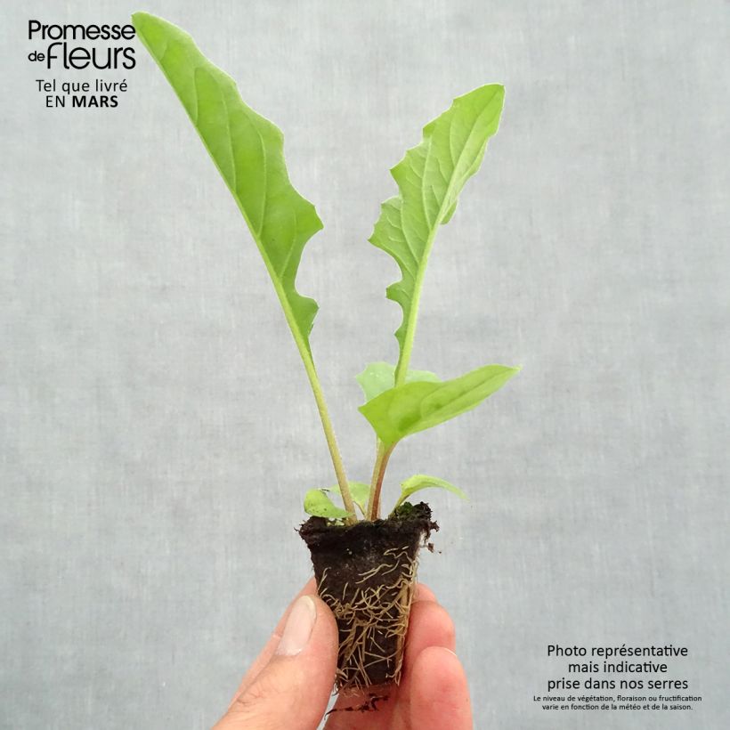 Gerbera Garvinea Sweet Sweet Smile Mini zolla Ø 1,5/2,5 cm esemplare consegnato in primavera