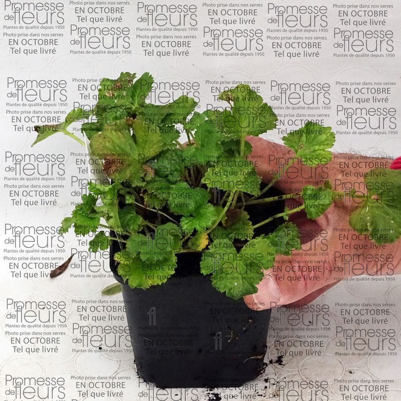 Esempio di esemplare Geum Censation Lipstick Vasetto da 8/9 cm come consegnato