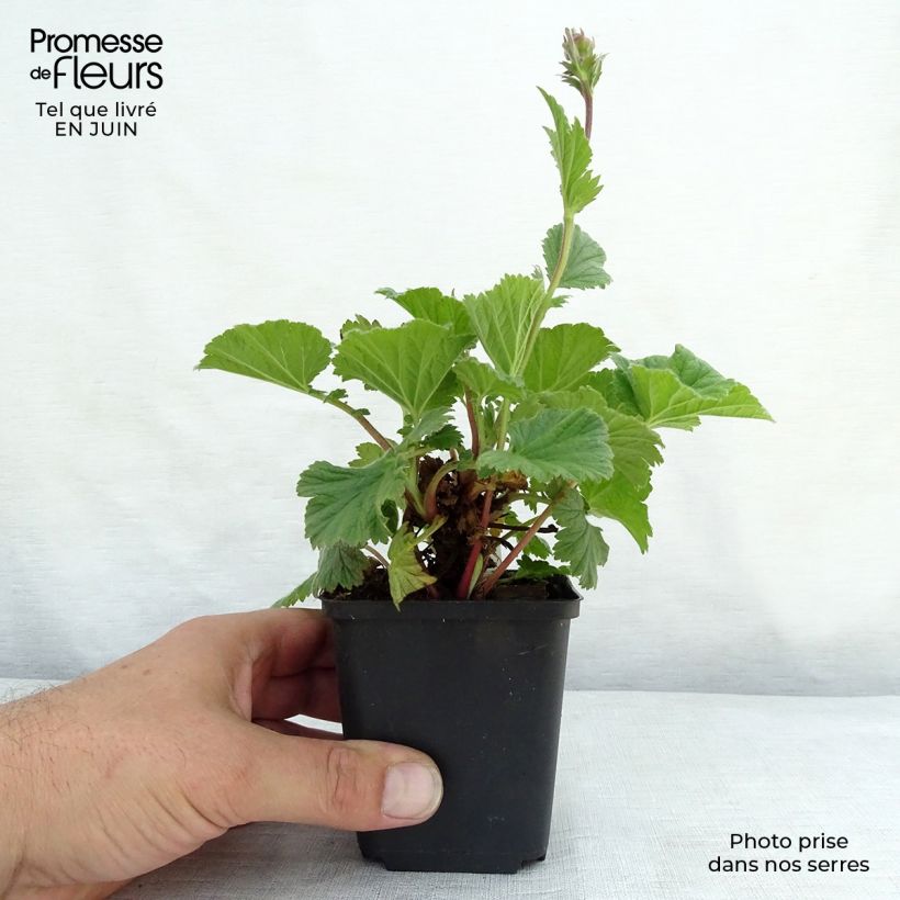 Esemplare di Geum coccineum Cocktail Sea Breeze Vasetto da 8/9 cm consegnato in estate