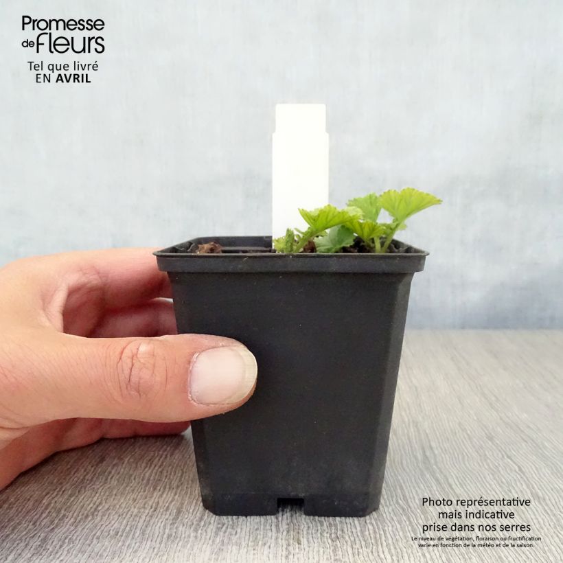 Geum coccineum Cocktail Sea Breeze Vasetto da 8/9 cm esemplare consegnato in primavera