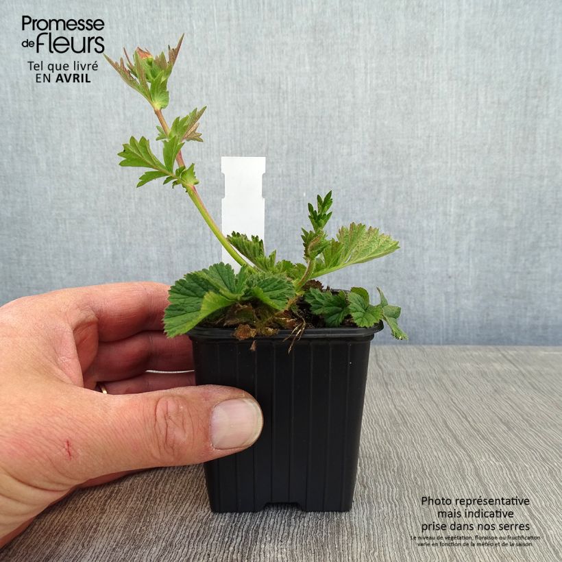 Example of Geum Coral Tempest Vasetto da 8/9 cm as you get in printemps