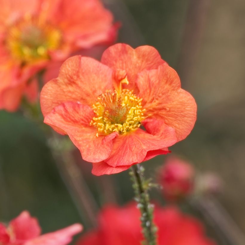 Geum Coral Tempest (Flowering)