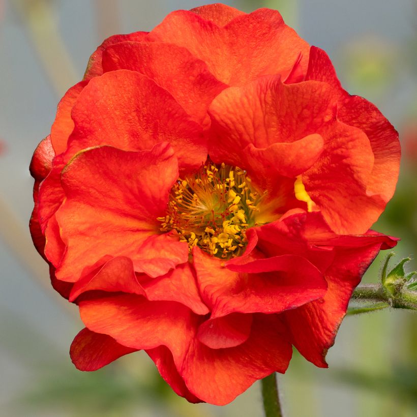Geum Fiery Tempest (Fioritura)