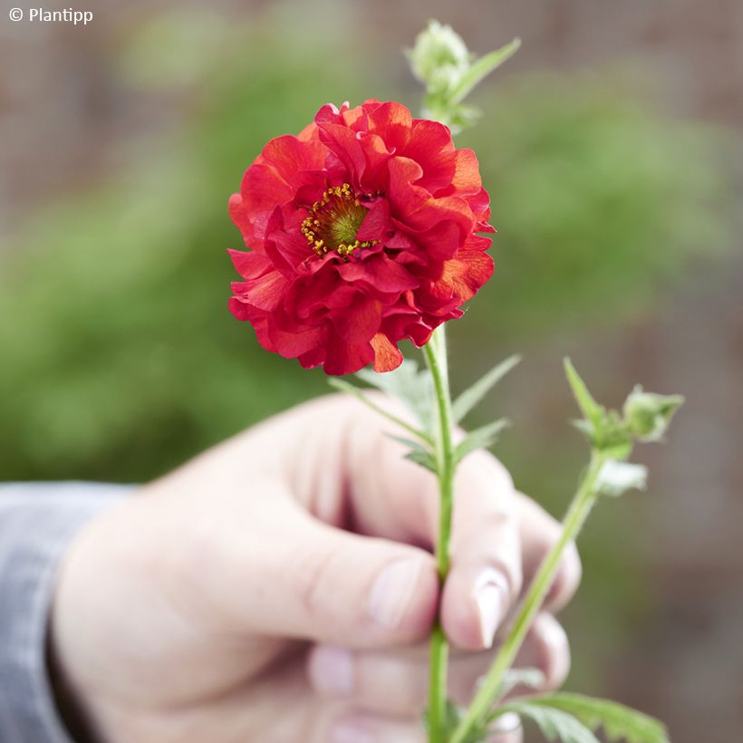 Geum Firestarter (Fioritura)