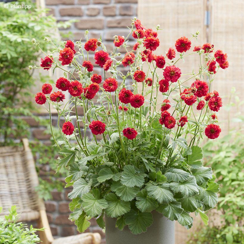 Geum Firestarter (Porto)