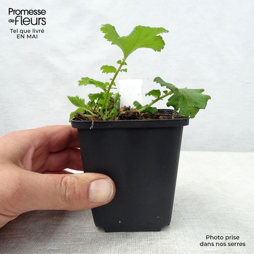 Example of Geum Flames of Passion Vasetto da 8/9 cm as you get in printemps