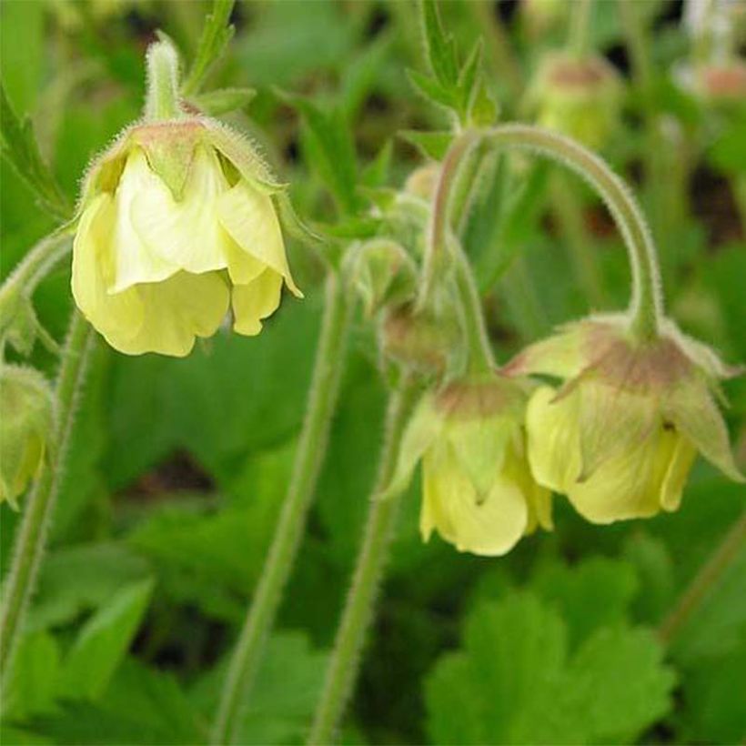 Geum rivale Lemon Drops (Fioritura)