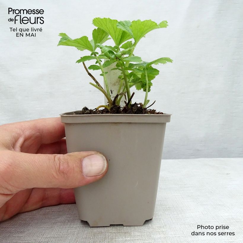 Example of Geum rivale Mai tai Vasetto da 8/9 cm as you get in printemps