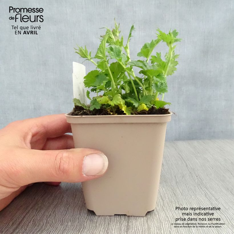 Example of Geum coccineum Nonna Vasetto da 7/8 cm as you get in printemps