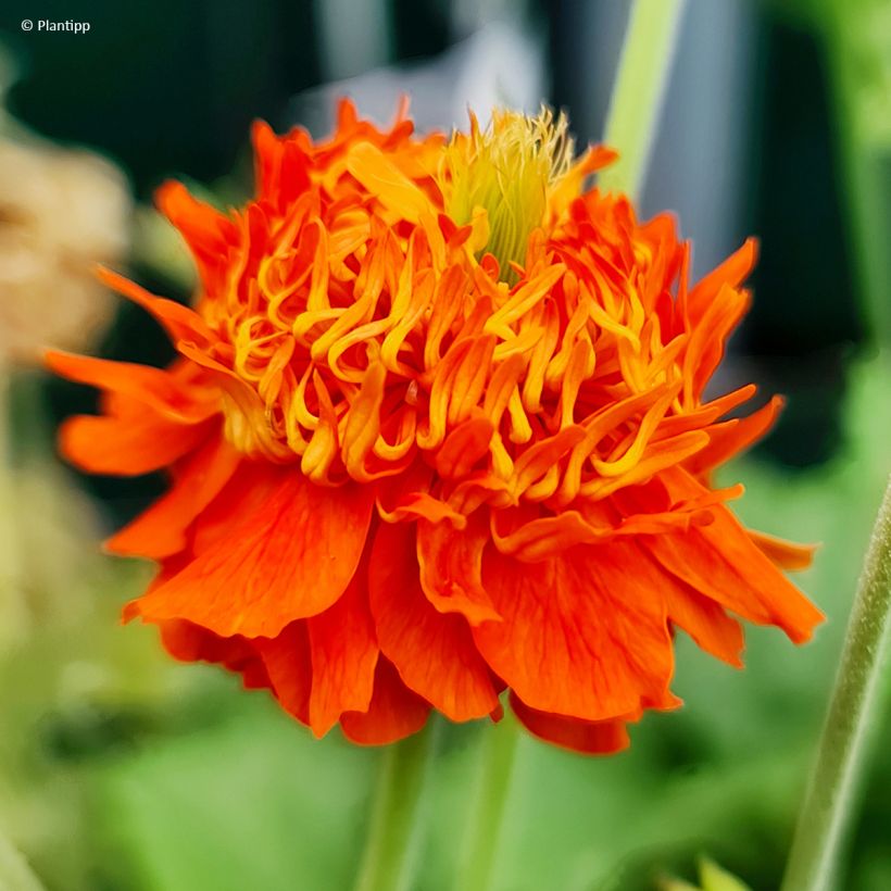 Geum Orange Pumpkin (Fioritura)