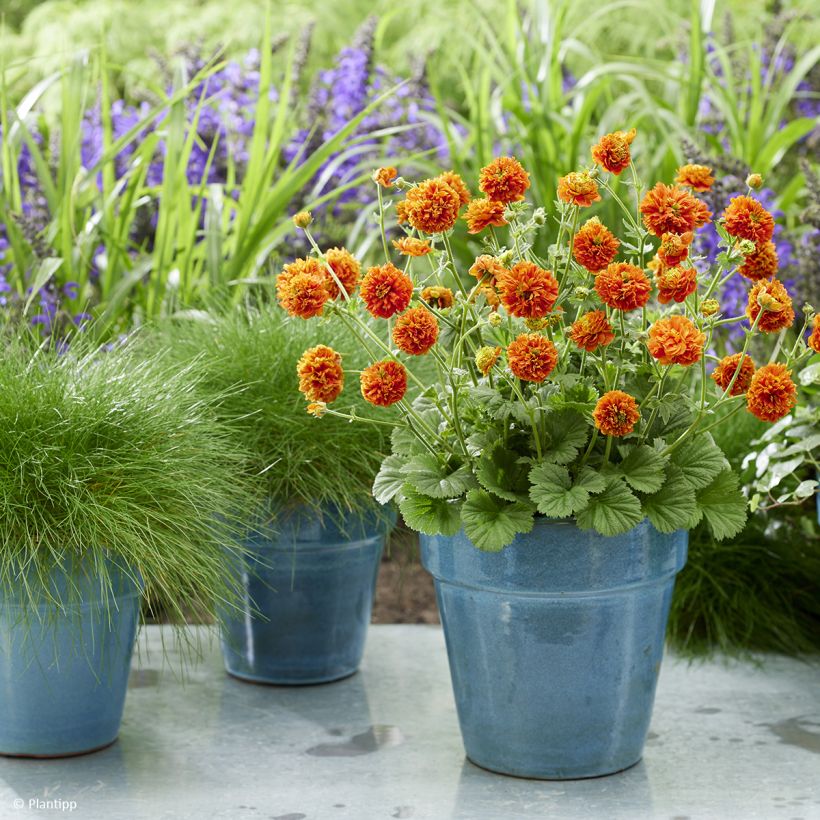 Geum Orange Pumpkin (Porto)