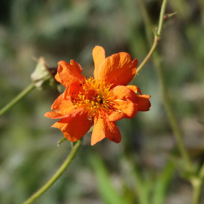 Geum Prinses Juliana (Fioritura)