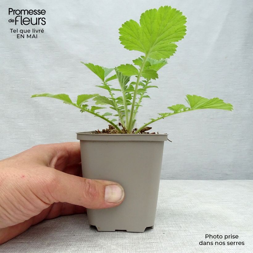 Example of Geum Scarlet Tempest Vasetto da 8/9 cm as you get in printemps