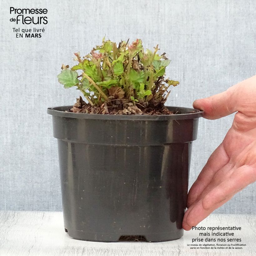 Geum Tempo Rose Vaso da 2L/3L esemplare consegnato in primavera